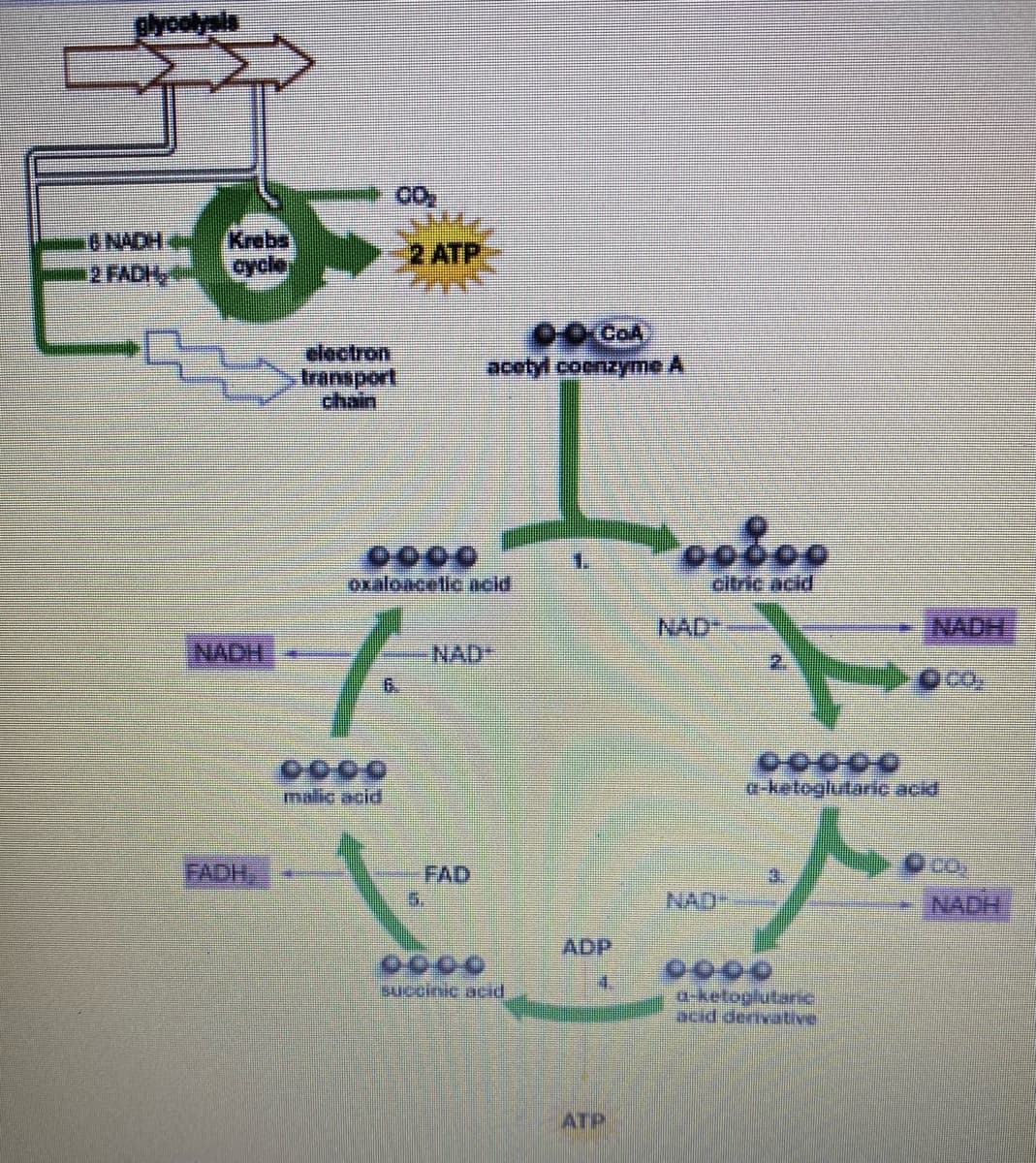 plyoolysls
HOYN O
2 FADH
Krebs
cycle
2 ATP
electron
transport
chain
00 CoA
acetyl coenzyme A
0000
oxaloacetic acid
1.
citric acid
NAD
NADH
NADH
NAD
2.
6.
O0చఉ 0
a-ketoglutaric acid
malic acid
FADH
FAD
5.
3.
NAD
NADH
ADP
succinic acid
4.
a-ketoglutanic
acid denvative
ATP
