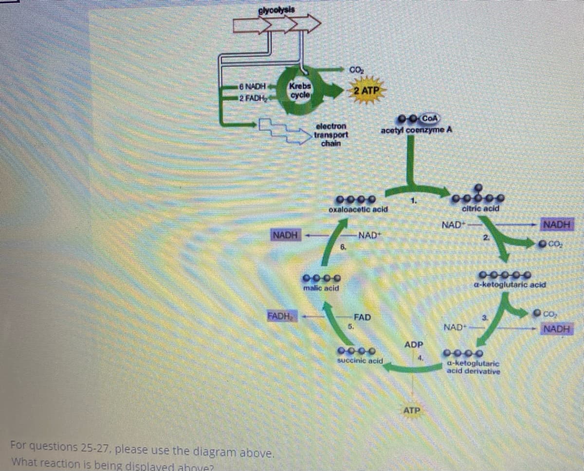 glyoolysis
CO
6 NADH
2 FADH
Krebs
cycle
2 ATP
electron
transport
chain
0O COA
acetyl coenzyme A
0000
oxaloacetic acid
1.
citrie acid
NAD+
NADH
NADH
NAD+
2.
6.
0000
a-ketoglutaric acid
malic acid
FADH
FAD
3.
CO
5.
NAD
NADH
ADP
0000
Succinic acid
4.
a-ketoglutaric
acid derivative
ATP
For questions 25-27, please uIse the diagram above.
What reaction is being displayed ahoye?
