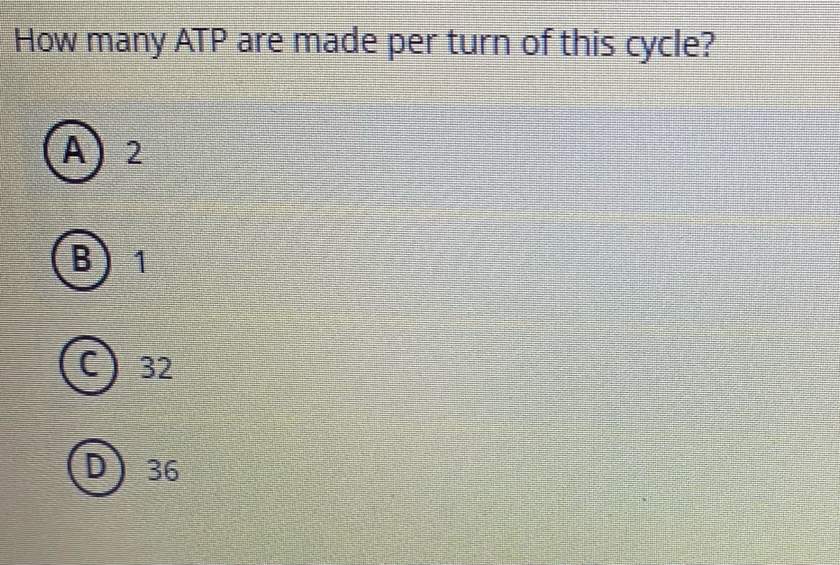 How many ATP are made per turn of this cycle?
A.
2.
B.
32
D) 36
