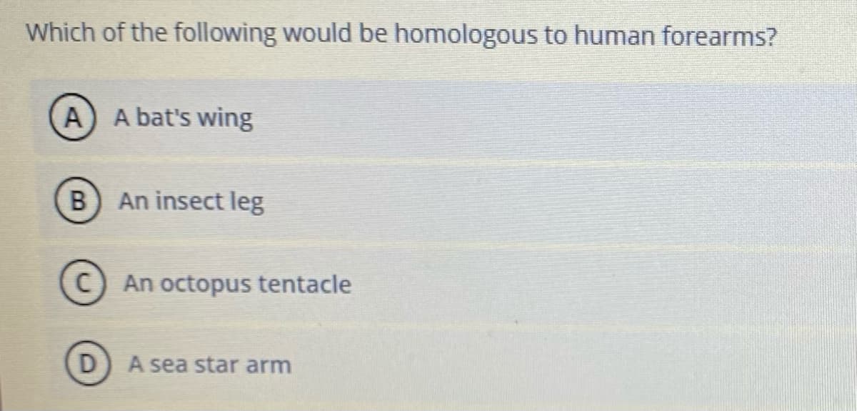 Which of the following would be homologous to human forearms?
A) A bat's wing
An insect leg
C An octopus tentacle
A sea star arm
