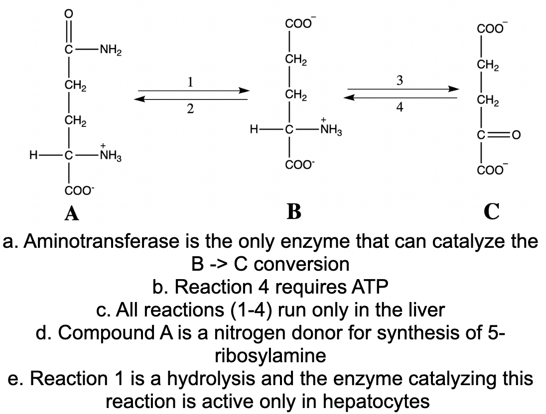 COO
COO
C
-NH2
CH2
CH2
1
3
CH2
CH2
CH2
4
CH2
H-
-NH3
-NH3
H-
C
COO
CO-
А
C
a. Aminotransferase is the only enzyme that can catalyze the
B -> C conversion
b. Reaction 4 requires ATP
c. All reactions (1-4) run only in the liver
d. Compound A is a nitrogen donor for synthesis of 5-
ribosylamine
e. Reaction 1 is a hydrolysis and the enzyme catalyzing this
reaction is active only in hepatocytes
