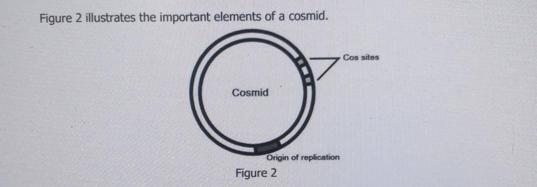 Figure 2 illustrates the important elements of a cosmid.
Cos sites
Cosmid
Origin of replication
Figure 2
