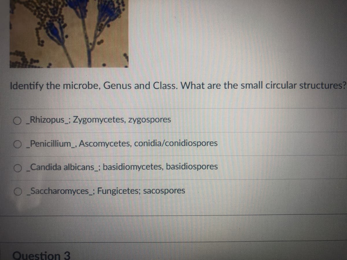 Identify the microbe, Genus and Class. What are the small circular structures?
O Rhizopus ; Zygomycetes, zygospores
O Penicillium, Ascomycetes, conidia/conidiospores
OCandida albicans ; basidiomycetes, basidiospores
Saccharomyces_; Fungicetes; sacospores
Question 3
