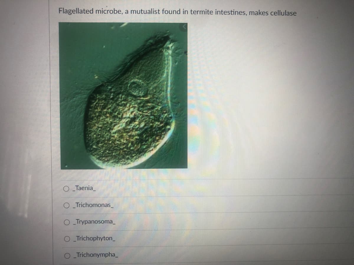 Flagellated microbe, a mutualist found in termite intestines, makes cellulase
O Taenia_
O Trichomonas_
Trypanosoma_
O Trichophyton_
Trichonympha_
