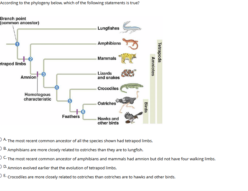According to the phylogeny below, which of the following statements is true?
Branch point
(common ancestor)
Lungfishes
Amphibians
Mammals
etrapod limbs
Amnion
Lizards
and snakes
Crocodiles
Homologous
characteristic
Otriches
+6
Feathers
Hawks and
other birds
A. The most recent common ancestor of all the species shown had tetrapod limbs.
B. Amphibians are more closely related to ostriches than they are to lungfish.
) The most recent common ancestor of amphibians and mammals had amnion but did not have four walking limbs.
O D. Amnion evolved earlier that the evolution of tetrapod limbs.
DE. Crocodiles are more closely related to ostriches than ostriches are to hawks and other birds.
Tetrapods
Amniotes
Birds
