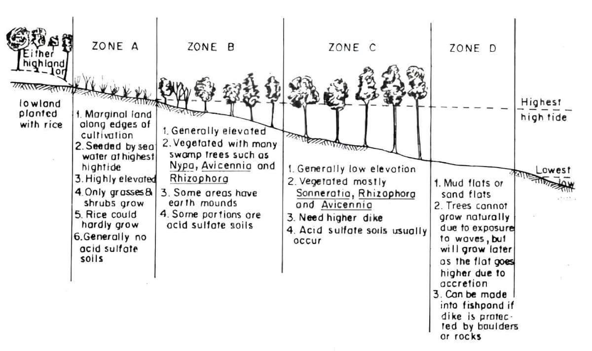 Either
highland
lowland
planted
with rice
ZONE A
1. Marginal land
olong edges of
cultivation
2. Seeded by sea
water at highest
hightide
3. Highly elevated
4.Only grasses &
shrubs grow
5. Rice could
hardly grow
6.Generally no
acid sulfate
soils
ZONE B
1. Generally elevated
2. Vegetated with many
swamp frees such as
Nypa, Avicennia and
Rhizophora
3. Some areas have
earth mounds
4. Some portions are
ocid sulfate soils
ZONE C
1. Generally low elevotion.
2. Vegetated mostly
Sonneratia, Rhizophora
ond Avicennia
3. Need higher dike
4. Acid sulfate soils usually
occur
ZONE D
1. Mud flats or
sand flats
2. Trees cannot
grow naturally
due to exposure
to waves, but
will grow later
as the flat goes
higher due to
accretion
3. Can be made
into fishpond if
dike is protec
Ted by boulders
or rocks
Highes!
high tide
Lowest
aw