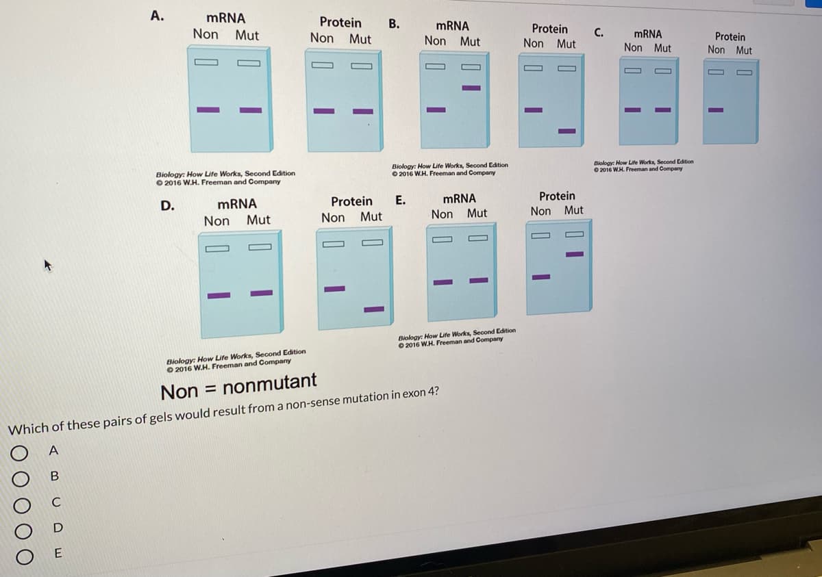 A.
MRNA
Non
Protein
Non
В.
Mut
MRNA
Protein
Non Mut
Mut
MRNA
Non Mut
Non Mut
Protein
Non Mut
Biology: How Life Works, Second Edition
O 2016 W.H. Freeman and Company
Biology: How Life Works, Second Edition
O 2016 W.H. Freeman and Company
Biology: How Life Works, Second Edition
O 2016 W.H. Freeman and Company
D.
MRNA
Protein
E.
MRNA
Protein
Non
Mut
Non
Mut
Non Mut
Non Mut
Biology: How Life Works, Second Edition
O 2016 W.H. Freeman and Company
Biology: How Life Works, Second Edition
O 2016 W.H. Freeman and Company
Non = nonmutant
Which of these pairs of gels would result from a non-sense mutation in exon 4?
A
E
O O O O O
