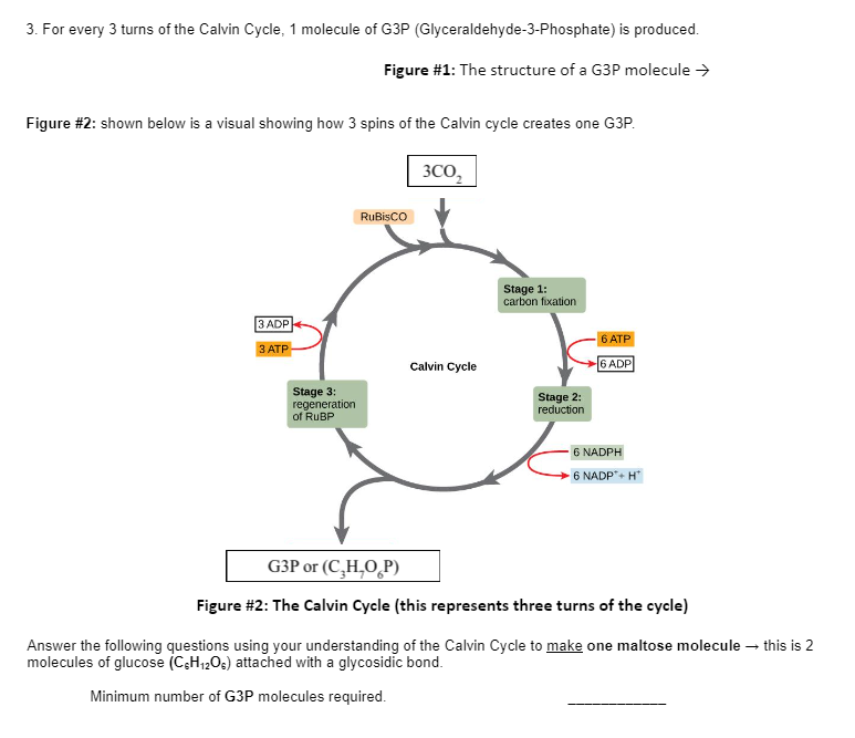 3. For every 3 turns of the Calvin Cycle, 1 molecule of G3P (Glyceraldehyde-3-Phosphate) is produced.
Figure #1: The structure of a G3P molecule →
Figure #2: shown below is a visual showing how 3 spins of the Calvin cycle creates one G3P.
3C0₂
RuBisCO
Stage 1:
carbon fixation
3 ADP
3 ATP
Calvin Cycle
-6 ATP
6 ADP
Stage 2:
reduction
Stage 3:
regeneration
of RuBP
6 NADPH
-6 NADP*+ H*
G3P or (C,H,O,P)
Figure #2: The Calvin Cycle (this represents three turns of the cycle)
Answer the following questions using your understanding of the Calvin Cycle to make one maltose molecule → this is 2
molecules of glucose (C&H₁2O) attached with a glycosidic bond.
Minimum number of G3P molecules required.