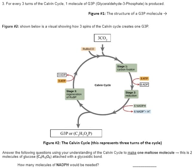 3. For every 3 turns of the Calvin Cycle, 1 molecule of G3P (Glyceraldehyde-3-Phosphate) is produced.
Figure #1: The structure of a G3P molecule →
Figure #2: shown below is a visual showing how 3 spins of the Calvin cycle creates one G3P.
3C0₂
RuBisCO
Stage 1:
carbon fixation
3 ADP
3 ATP
Stage 2:
reduction
Calvin Cycle
6 ATP
6 ADP
Stage 3:
regeneration
of RuBP
6 NADP+H*
G3P or (C,H,OP)
Figure #2: The Calvin Cycle (this represents three turns of the cycle)
this is 2
Answer the following questions using your understanding of the Calvin Cycle to make one maltose molecule
molecules of glucose (C&H₁2O) attached with a glycosidic bond.
How many molecules of NADPH would be needed?
-6 NADPH