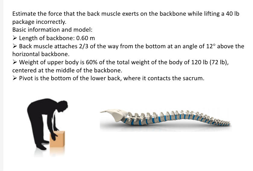 Estimate the force that the back muscle exerts on the backbone while lifting a 40 Ib
package incorrectly.
Basic information and model:
> Length of backbone: 0.60 m
Back muscle attaches 2/3 of the way from the bottom at an angle of 12° above the
horizontal backbone.
> Weight of upper body is 60% of the total weight of the body of 120 Ib (72 Ib),
centered at the middle of the backbone.
Pivot is the bottom of the lower back, where it contacts the sacrum.
