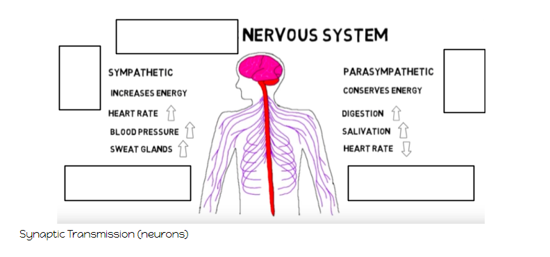 NERVOUS SYSTEM
SYMPATHETIC
PARASYMPATHETIC
INCREASES ENERGY
CONSERVES ENERGY
HEART RATE
DIGESTION
BLOOD PRESSURE
SALIVATION
SWEAT GLANDS
HEART RATE I
Synaptic Transmission (neurons)
