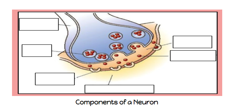 Components of a Neuron
