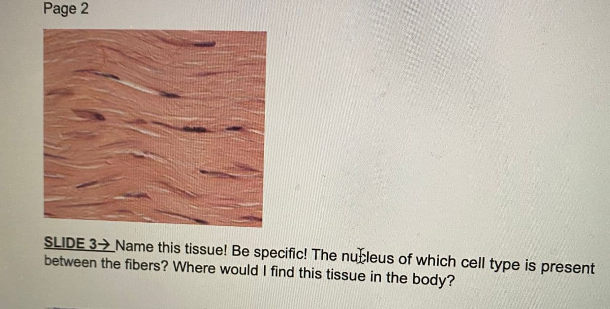 Page 2
SLIDE 3→ Name this tissue! Be specific! The nucleus of which cell type is present
between the fibers? Where would I find this tissue in the body?