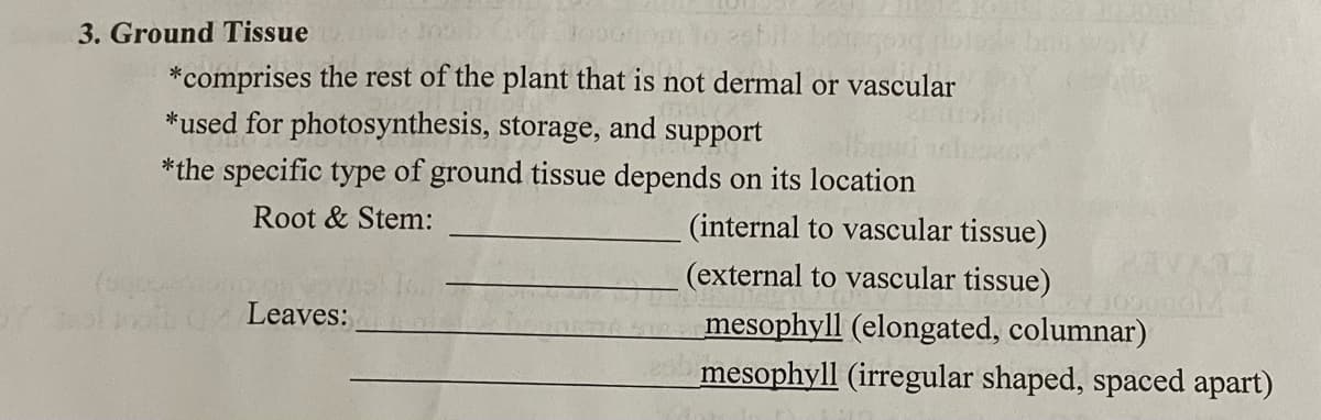 3. Ground Tissue
*comprises the rest of the plant that is not dermal or vascular
*used for photosynthesis, storage, and support
*the specific type of ground tissue depends on its location
Root & Stem:
(internal to vascular tissue)
(external to vascular tissue)
Leaves:
mesophyll (elongated, columnar)
mesophyll (irregular shaped, spaced apart)
