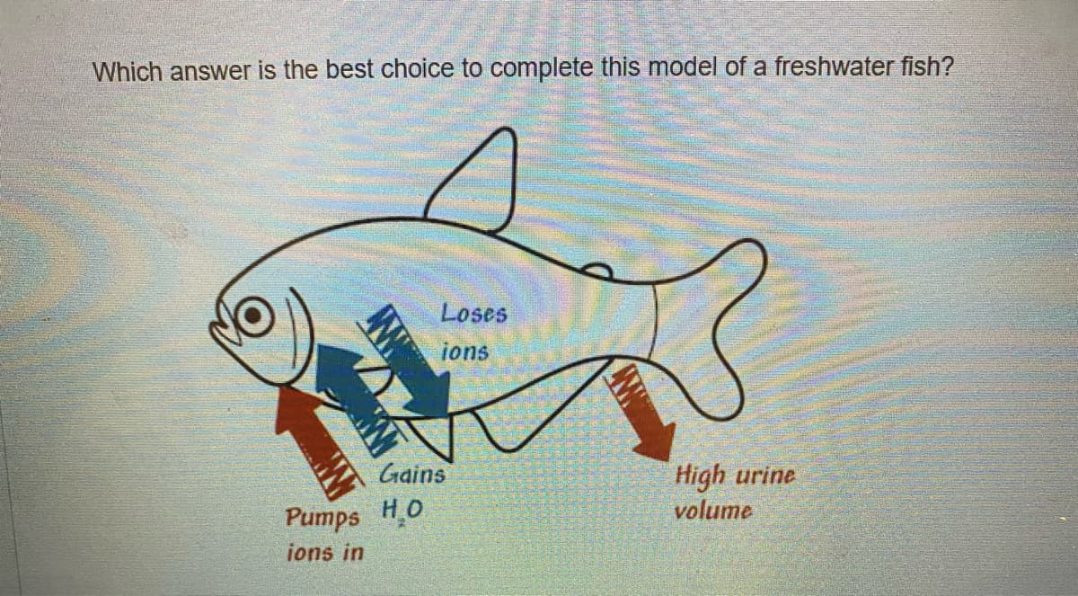 Which answer is the best choice to complete this model of a freshwater fish?
Loses
ions
Gains
Pumps HO
ions in
High urine
volume