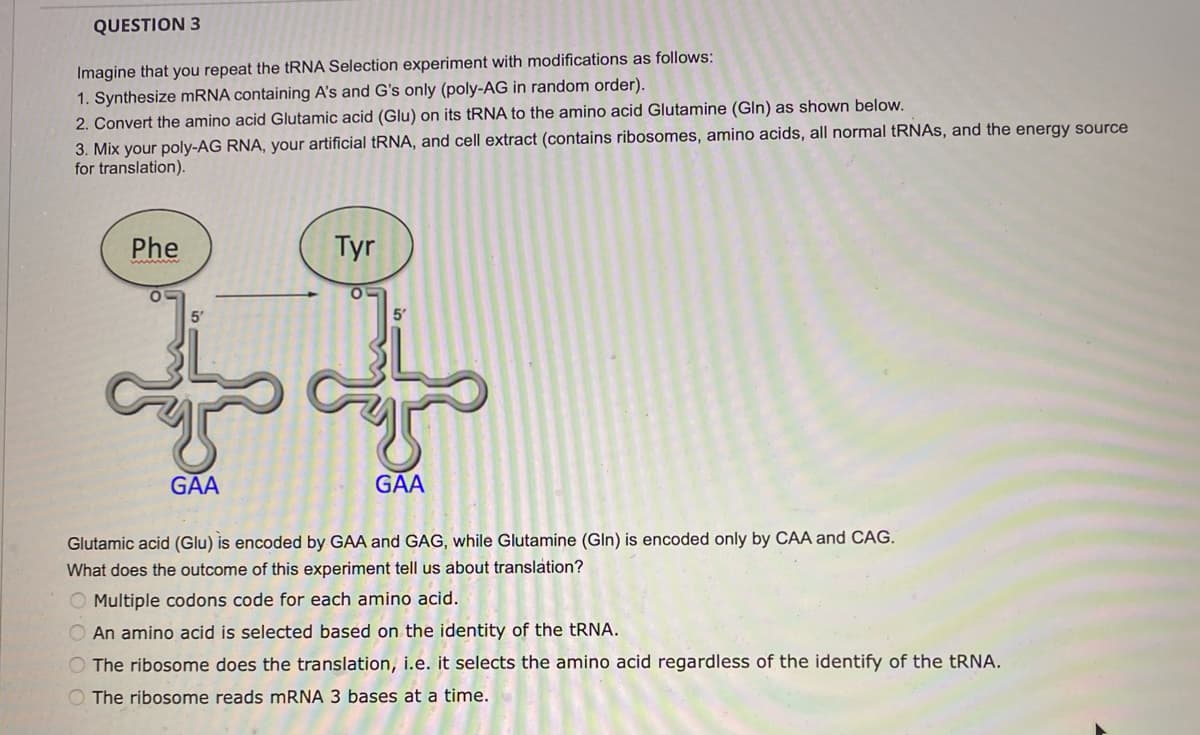 QUESTION 3
Imagine that you repeat the tRNA Selection experiment with modifications as follows:
1. Synthesize mRNA containing A's and G's only (poly-AG in random order).
2. Convert the amino acid Glutamic acid (Glu) on its tRNA to the amino acid Glutamine (Gln) as shown below.
3. Mix your poly-AG RNA, your artificial tRNA, and cell extract (contains ribosomes, amino acids, all normal tRNAs, and the energy source
for translation).
Phe
Tyr
5'
of of
GAA
GAA
Glutamic acid (Glu) is encoded by GAA and GAG, while Glutamine (Gln) is encoded only by CAA and CAG.
What does the outcome of this experiment tell us about translation?
O Multiple codons code for each amino acid.
An amino acid is selected based on the identity of the tRNA.
O The ribosome does the translation, i.e. it selects the amino acid regardless of the identify of the tRNA.
O The ribosome reads mRNA 3 bases at a time.
