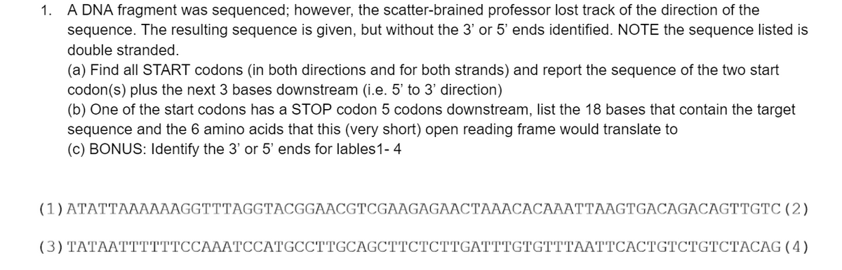 1. A DNA fragment was sequenced; however, the scatter-brained professor lost track of the direction of the
sequence. The resulting sequence is given, but without the 3' or 5' ends identified. NOTE the sequence listed is
double stranded.
(a) Find all START codons (in both directions and for both strands) and report the sequence of the two start
codon(s) plus the next 3 bases downstream (i.e. 5' to 3' direction)
(b) One of the start codons has a STOP codon 5 codons downstream, list the 18 bases that contain the target
sequence and the 6 amino acids that this (very short) open reading frame would translate to
(c) BONUS: Identify the 3' or 5' ends for lables1- 4
(1) ATATTAAAAAAGGTTTAGGTACGGAACGTCGAAGAGAACTAAACACAAATTAAGTGACAGACAGTTGTC (2)
(3) TATAATTTTTTCCAAATCCATGCCTTGCAGCTTCTCTTGATTTGTGTTTAATTCACTGTCTGTCTACAG(4)
