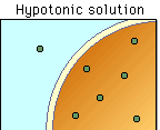 Hypotonic solution
