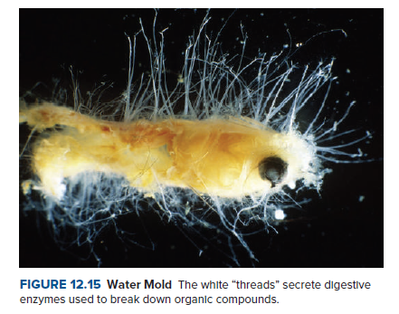 FIGURE 12.15 Water Mold The whlte "threads" secrete digestive
enzymes used to break down organic compounds.
