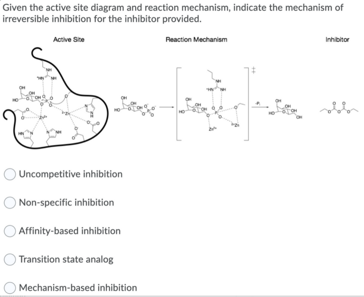 Given the active site diagram and reaction mechanism, indicate the mechanism of
irreversible inhibition for the inhibitor provided.
HO
OH
OH
NH
Active Site
*HN NH
Non-specific inhibition
OH
HO OOHO
Uncompetitive inhibition.
OH
Affinity-based inhibition
Transition state analog
Mechanism-based inhibition
Reaction Mechanism
NH
HN NH
fint of the
OH
OH
OH
-P₁
OH
HO OOH Q
HO OOH
OH
Zn²+
Inhibitor