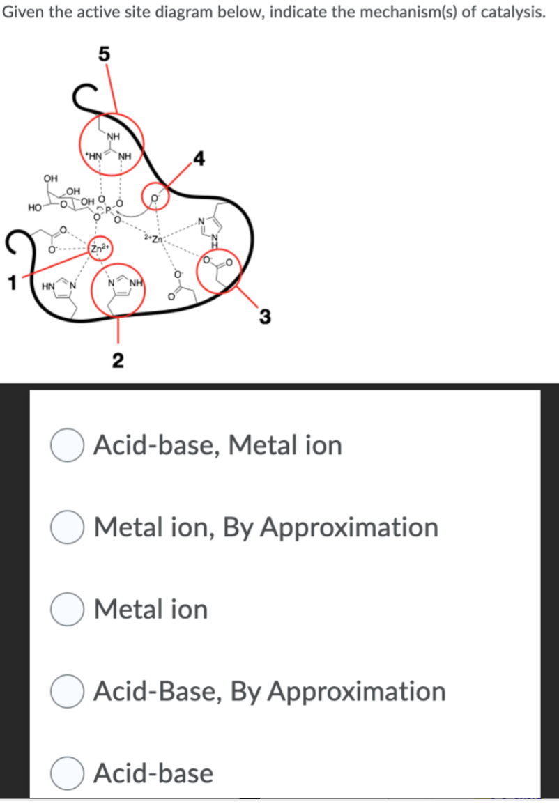 Given the active site diagram below, indicate the mechanism(s) of catalysis.
5
HO
OH
HN
OH
NH
*HN NH
Zn²+
2
Acid-base, Metal ion
3
Metal ion, By Approximation
Metal ion
Acid-Base, By Approximation
Acid-base