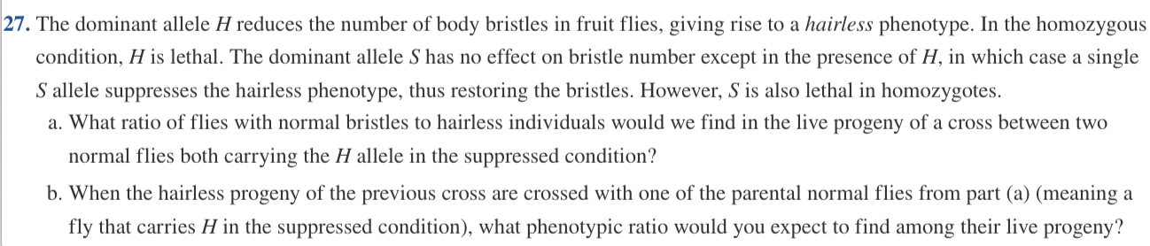 7. The dominant allele H reduces the number of body bristles in fruit flies, giving rise to a hairless phenotype. In the homozygou
condition, H is lethal. The dominant allele S has no effect on bristle number except in the presence of H, in which case a single
S allele suppresses the hairless phenotype, thus restoring the bristles. However, S is also lethal in homozygotes.
a. What ratio of flies with normal bristles to hairless individuals would we find in the live progeny of a cross between two
normal flies both carrying the H allele in the suppressed condition?
b. When the hairless progeny of the previous cross are crossed with one of the parental normal flies from part (a) (meaning a
fly that carries H in the suppressed condition), what phenotypic ratio would you expect to find among their live progeny?
