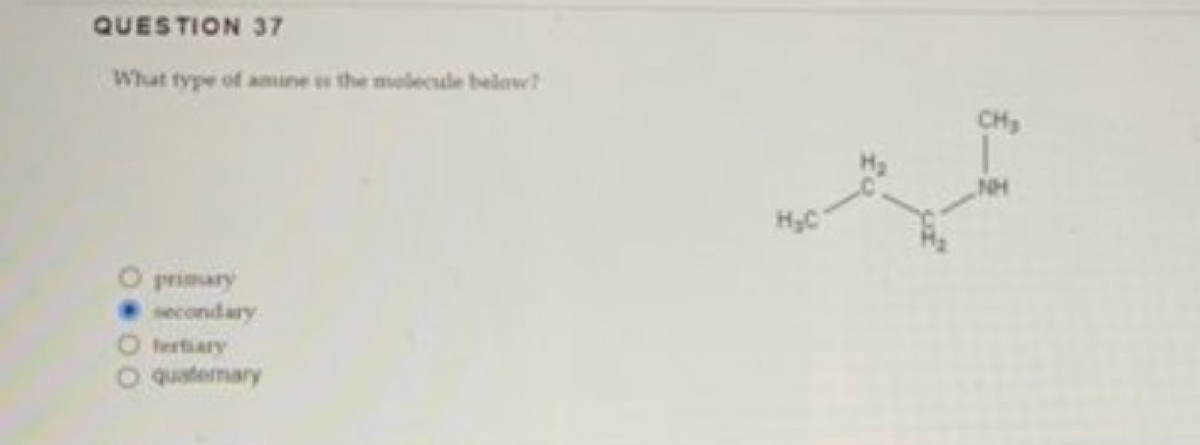 QUESTION 37
What type of amine is the molecule below?
primary
secondary
quatemary
H₂C
CH₂
NH
