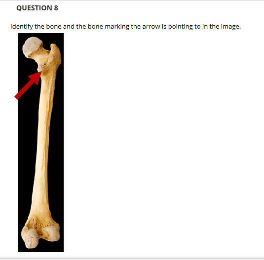 QUESTION 8
Identify the bone and the bone marking the arrow is pointing to in the image.
