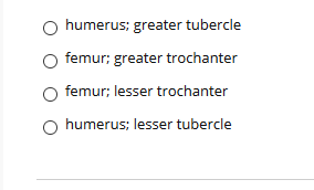 humerus; greater tubercle
femur; greater trochanter
femur; lesser trochanter
O humerus; lesser tubercle
