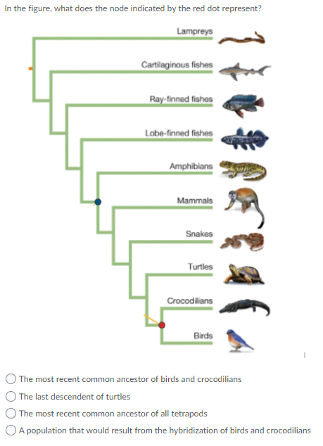 In the figure, what does the node indicated by the red dot represent?
Lampreys
Cartilaginous fishes
Ray-finned fishas
Lobe-finned fishes
Amphibians
Mammals
Snakes
Turtles
Crocodilians
Birds
) The most recent common ancestor of birds and crocodilians
) The last descendent of turtles
The most recent common ancestor of all tetrapods
O A population that would result from the hybridization of birds and crocodilians
