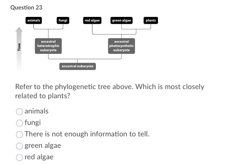 Question 23
fungi
red algae
green algae
plants
animals
ancestral
ancestral
heterotrophic
eukaryote
photosynthetic
eukaryote
ancestral eukaryote
Refer to the phylogenetic tree above. Which is most closely
related to plants?
animals
fungi
There is not enough information to tell.
green algae
red algae
Time
