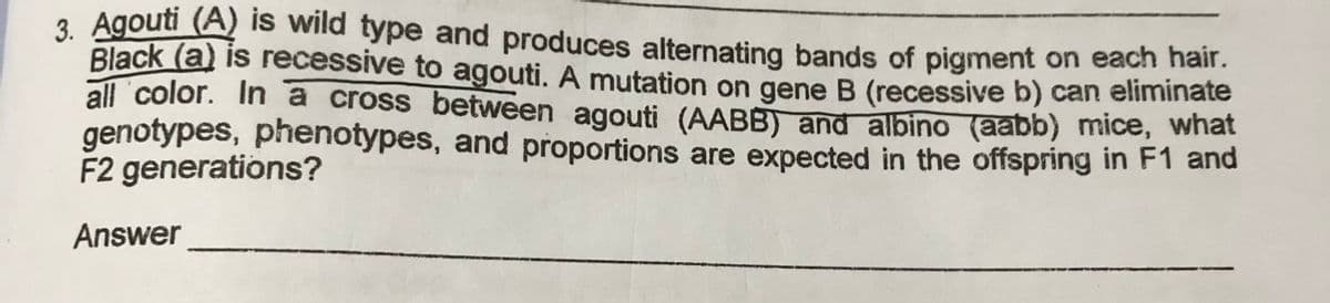 3. Agouti (A) iS wild type and produces alternating bands of pigment on each hair.
Black (a) is recessive to agouti. A mutation on gene B (recessive b) can eliminate
all color. In a cross between agouti (AABB) and albino (aabb) mice, what
genotypes, phenotypes, and proportions are expected in the offspring in F1 and
F2 generations?
Answer
