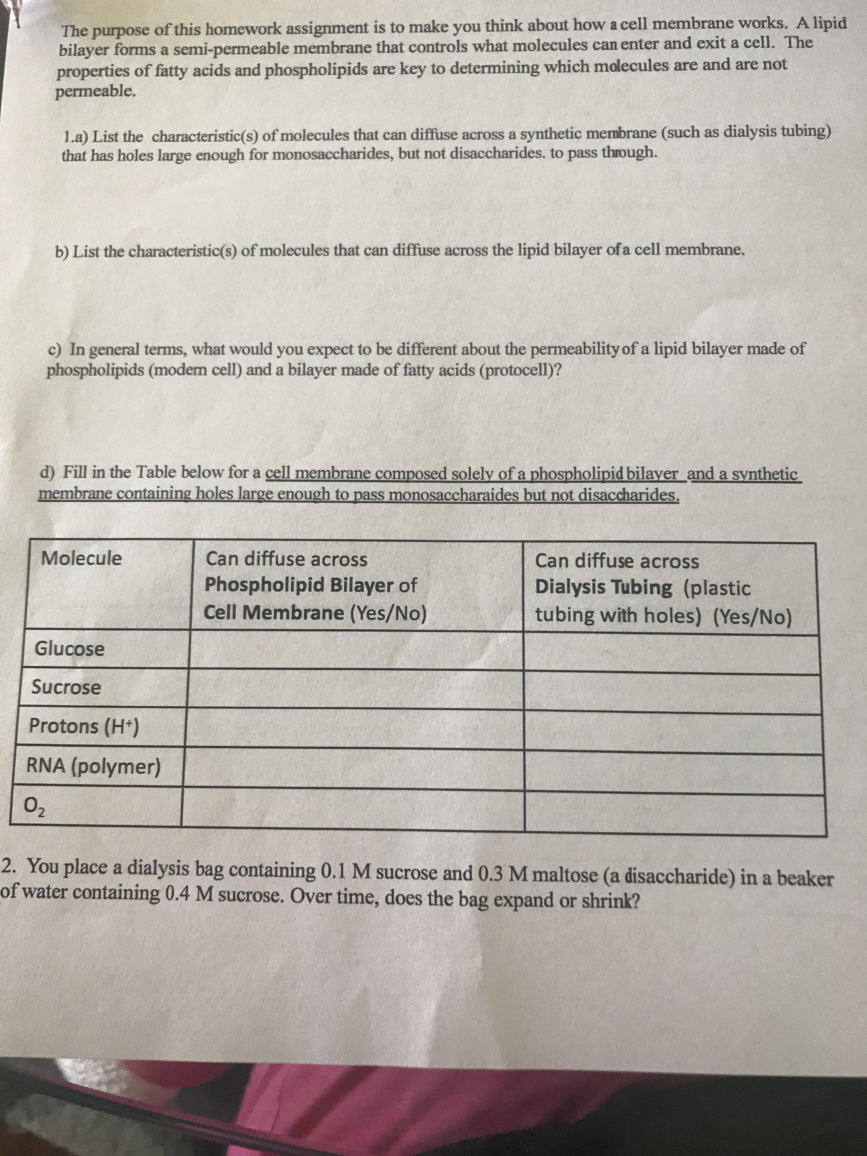 The purpose of this homework assignment is to make you think about how a cell membrane works. A lipid
bilayer forms a semi-permeable membrane that controls what molecules can enter and exit a cell. The
properties of fatty acids and phospholipids
permeable.
key to determining which molecules are and are not
are
1.a) List the characteristic(s) of molecules that can diffuse across a synthetic membrane (such as dialysis tubing)
that has holes large enough for monosaccharides, but not disaccharides. to pass through.
b) List the characteristic(s) of molecules that can diffuse across the lipid bilayer of a cell membrane.
c) In general terms, what would you expect to be different about the permeability of a lipid bilayer made of
phospholipids (modern cell) and a bilayer made of fatty acids (protocell)?
d) Fill in the Table below for a cell membrane composed solely of a phospholipid bilayer and a synthetic
membrane containing holes large enough to pass monosaccharaides but not disaccharides.
Can diffuse across
Molecule
Can diffuse across
Phospholipid Bilayer of
Cell Membrane (Yes/No)
Dialysis Tubing (plastic
tubing with holes) (Yes/No)
Glucose
Sucrose
Protons (H)
RNA (polymer)
02
2. You place a dialysis bag containing 0.1 M sucrose and 0.3 M maltose (a disaccharide) in a beaker
of water containing 0.4 M sucrose. Over time, does the bag expand or shrink?
