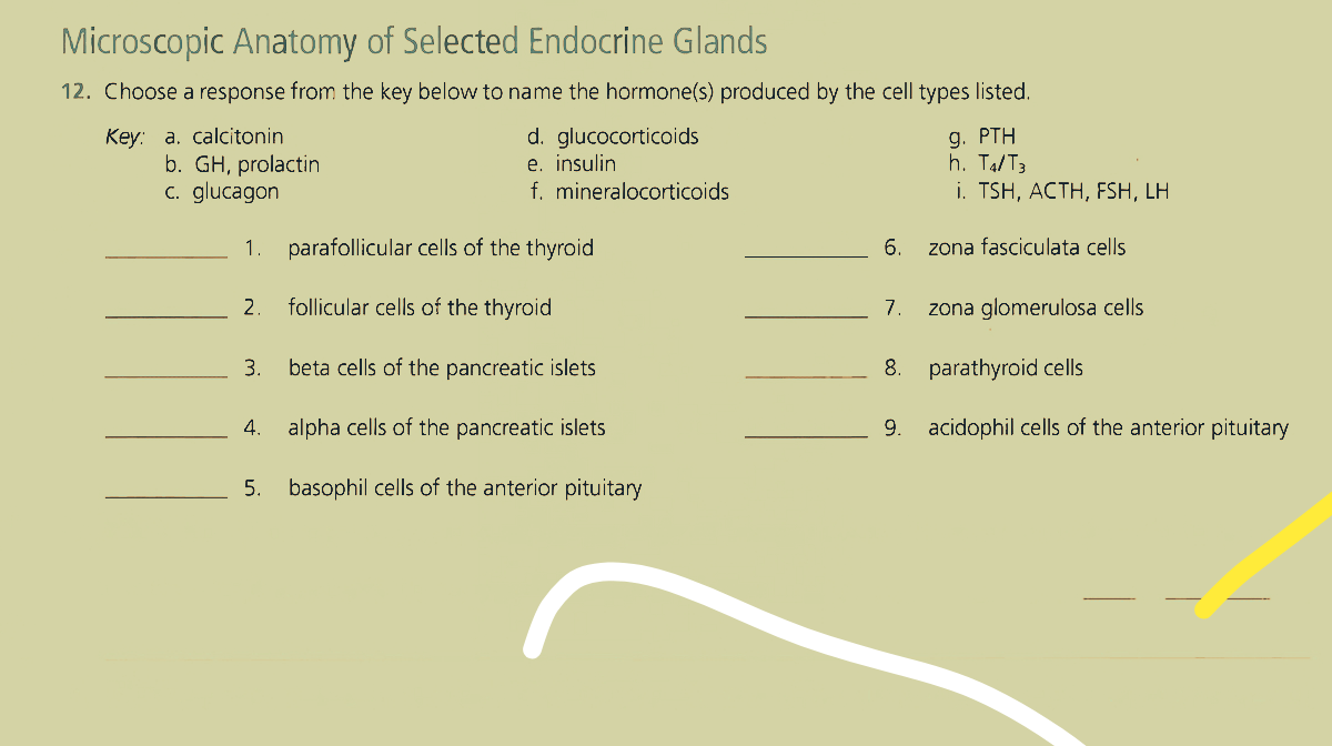 Microscopic Anatomy of Selected Endocrine Glands
12. Choose a response from the key below to name the hormone(s) produced by the cell types listed.
glucocorticoids
Key: a. calcitonin
b. GH, prolactin
c. glucagon
1.
2.
3.
d.
e. insulin
f. mineralocorticoids
parafollicular cells of the thyroid
follicular cells of the thyroid
beta cells of the pancreatic islets
4. alpha cells of the pancreatic islets
5. basophil cells of the anterior pituitary
6.
7.
g. PTH
h. T4/T3
i. TSH, ACTH, FSH, LH
9.
zona fasciculata cells
zona glomerulosa cells
8. parathyroid cells
acidophil cells of the anterior pituitary