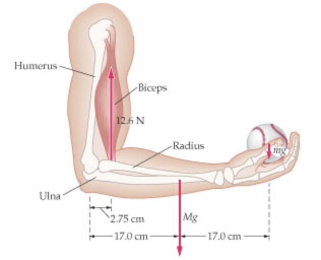 Humerus
Biceps
12.6 N
Radius
Ulna
Mg
2.75 cm
17.0 cm
17.0 cm
