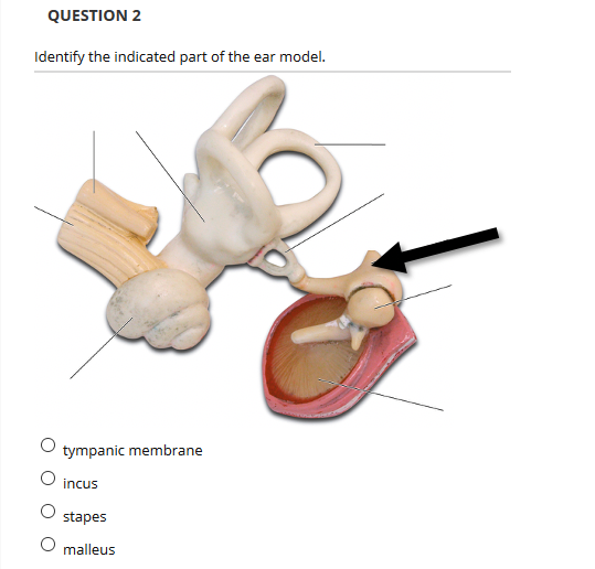 QUESTION 2
Identify the indicated part of the ear model.
tympanic membrane
incus
stapes
O malleus
