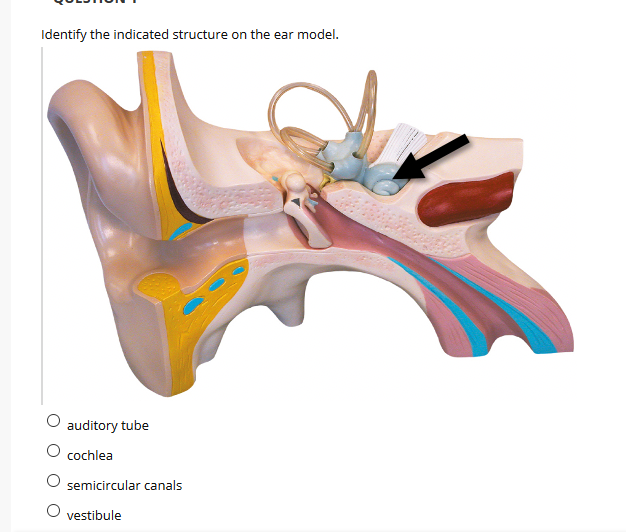 Identify the indicated structure on the ear model.
O auditory tube
O cochlea
semicircular canals
O vestibule
