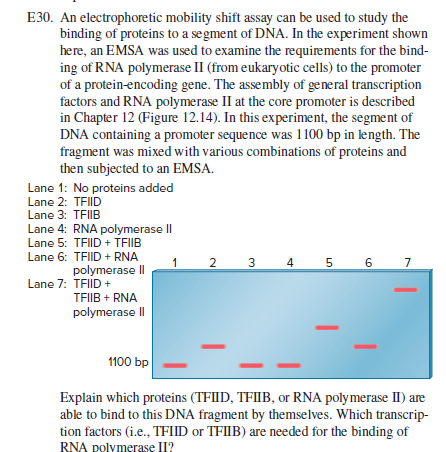 E30. An electrophoretic mobility shift assay can be used to study the
binding of proteins to a segment of DNA. In the experiment shown
here, an EMSA was used to examine the requirements for the bind-
ing of RNA polymerase II (from eukaryotic cells) to the promoter
of a protein-encoding gene. The assembly of general transcription
factors and RNA polymerase II at the core promoter is described
in Chapter 12 (Figure 12.14). In this experiment, the segment of
DNA containing a promoter sequence was 1100 bp in length. The
fragment was mixed with various combinations of proteins and
then subjected to an EMSA.
Lane 1: No proteins added
Lane 2: TFID
Lane 3: TFIIB
Lane 4: RNA polymerase I|
Lane 5: TFID + TFIIB
Lane 6: TFID + RNA
1 2
4 5 6
polymerase II|
Lane 7: TFIID +
TFIIB + RNA
polymerase I|
1100 bp
Explain which proteins (TFIID, TFIIB, or RNA polymerase II) are
able to bind to this DNA fragment by themselves. Which transcrip-
tion factors (i.e., TFIID or TFIIB) are needed for the binding of
RNA polymerase II?
3.
