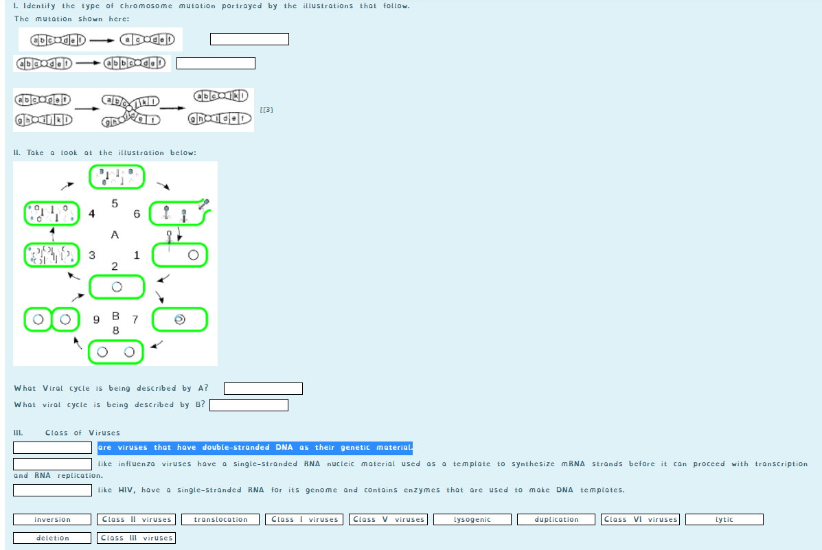 1. Identify the type of chromosome mutation portrayed by the illustrations that follow.
The mutation shown here:
[[3]
II. Take a look at the illustration below:
5
4
6
4
A
1
2
9 в 7
8
What Viral cycle is being described by A?
What viral cycle is being described by B?|
III.
Class of Viruses
are viruses that have double-stranded DNA as their genetic material.
Like influenza viruses have a single-stranded RNA nucleic material used as a template to synthesize MRNA strands before it can proceed with transcription
and RNA replication.
Like HIV, have a single-stranded RNA for its genome and contains enzymes that are used to make DNA templates.
inversion
Class II viruses
translocation
Class I viruses
Class V viruses
Lysogenic
duplication
Class VI viruses
Lytic
deletion
Class III viruses
B-0..0.
