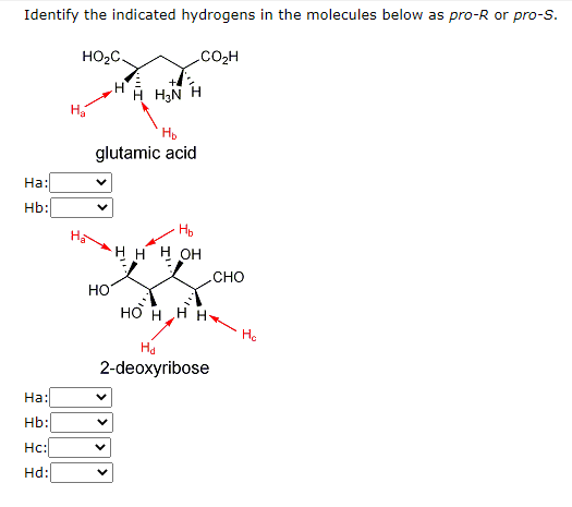 Identify the indicated hydrogens in the molecules below as pro-R or pro-S.
HO2C.
.CO2H
H3N H
H
glutamic acid
Ha:
Hb:
OH
CHO
но
HO H H H-
Ha
На
2-deoxyribose
На:
Hb:
Hc:
Hd:
