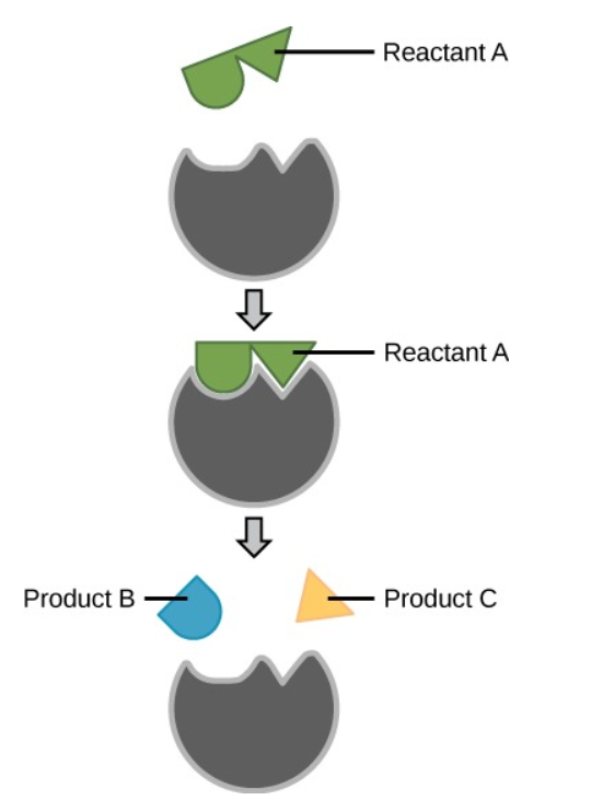 Reactant A
Reactant A
Product B
Product C
