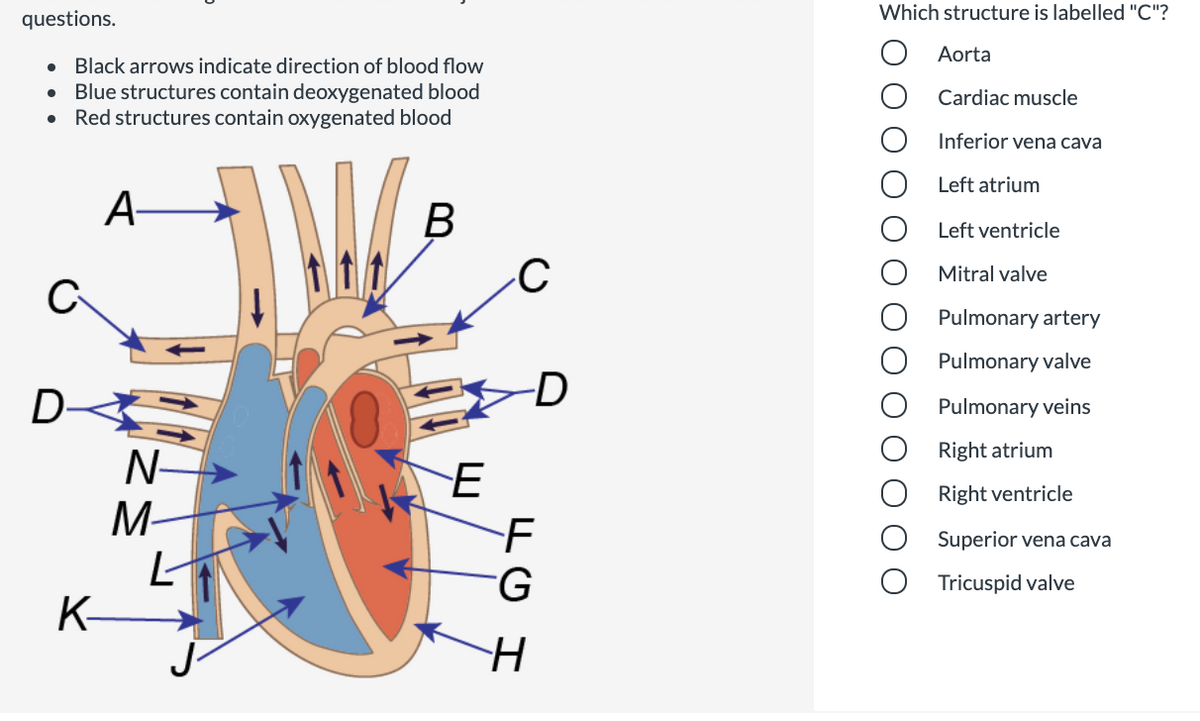 Which structure is labelled "C"?
questions.
Aorta
• Black arrows indicate direction of blood flow
Blue structures contain deoxygenated blood
Red structures contain oxygenated blood
Cardiac muscle
Inferior vena cava
Left atrium
A-
B
Left ventricle
Mitral valve
Pulmonary artery
Pulmonary valve
D-
Pulmonary veins
Right atrium
N-
M-
Right ventricle
Superior vena cava
Tricuspid valve
K-
