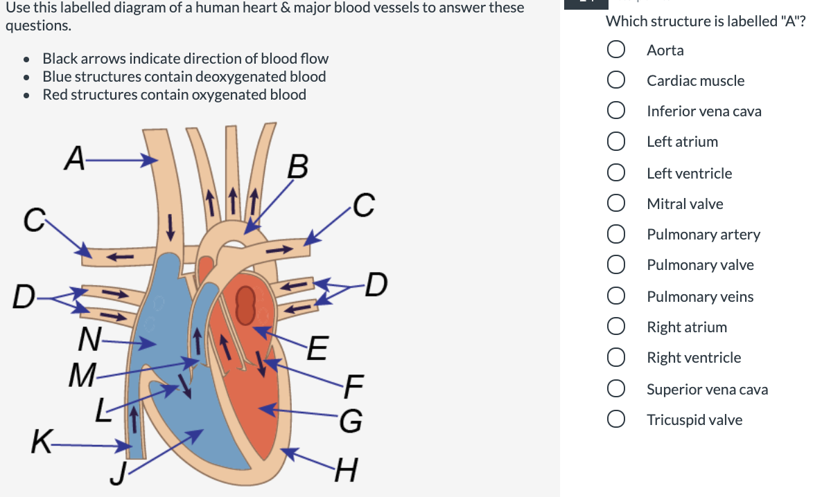 Use this labelled diagram of a human heart & major blood vessels to answer these
questions.
Which structure is labelled "A"?
Aorta
• Black arrows indicate direction of blood flow
Blue structures contain deoxygenated blood
Red structures contain oxygenated blood
Cardiac muscle
Inferior vena cava
Left atrium
A-
В
Left ventricle
Mitral valve
Pulmonary artery
Pulmonary valve
-D
D<
Pulmonary veins
Right atrium
N-
E
Right ventricle
M-
F
G.
Superior vena cava
Tricuspid valve
K-
