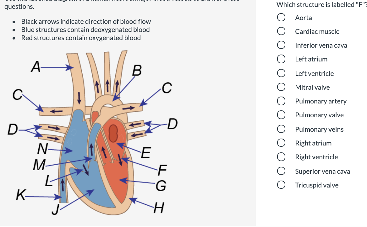 Which structure is labelled "F"?
questions.
Aorta
• Black arrows indicate direction of blood flow
Blue structures contain deoxygenated blood
Red structures contain oxygenated blood
Cardiac muscle
Inferior vena cava
Left atrium
A-
Left ventricle
Mitral valve
C
Pulmonary artery
Pulmonary valve
D-
-D
Pulmonary veins
Right atrium
N-
Right ventricle
M-
Superior vena cava
-G
Tricuspid valve
K-
