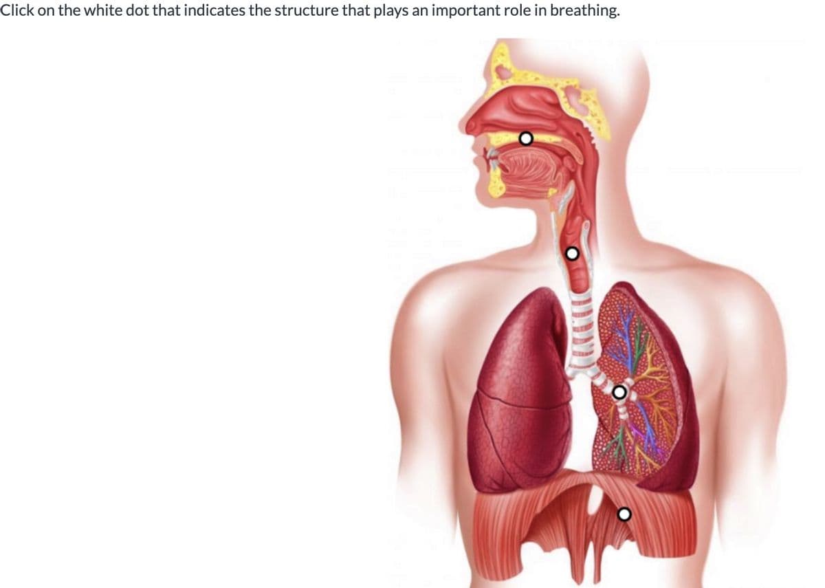 Click on the white dot that indicates the structure that plays an important role in breathing.
