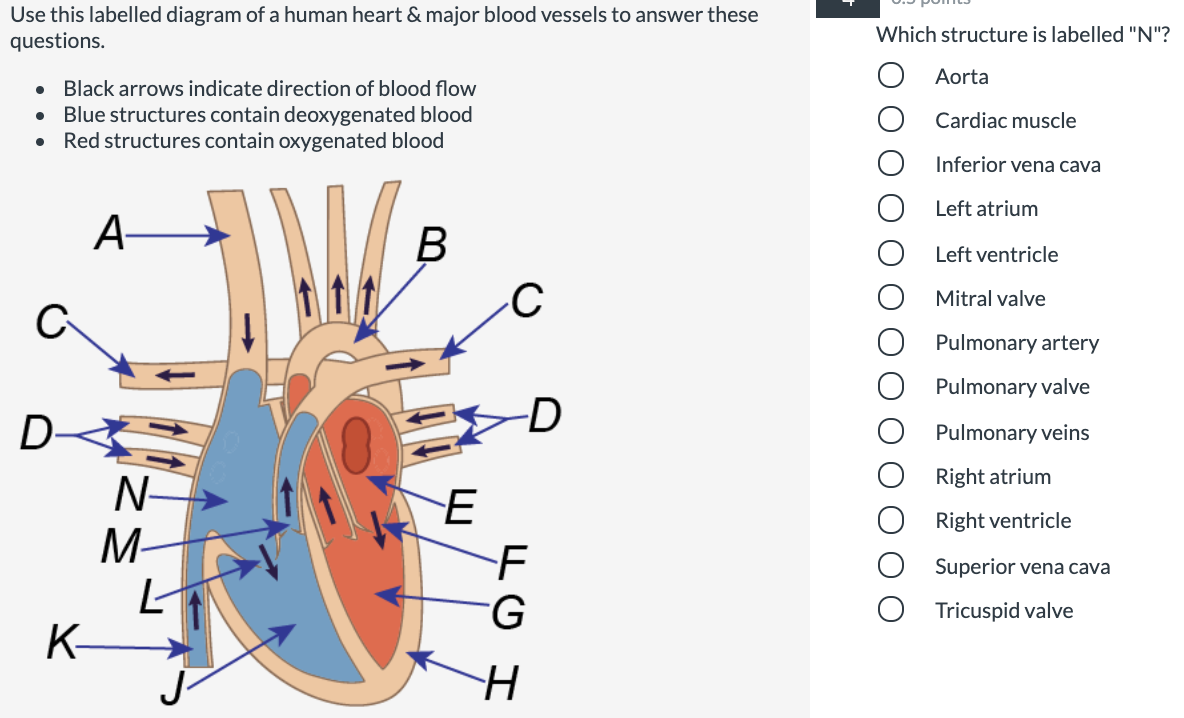 Use this labelled diagram of a human heart & major blood vessels to answer these
questions.
Which structure is labelled "N"?
Aorta
Black arrows indicate direction of blood flow
• Blue structures contain deoxygenated blood
Red structures contain oxygenated blood
Cardiac muscle
Inferior vena cava
Left atrium
A-
В
Left ventricle
Mitral valve
Pulmonary artery
Pulmonary valve
D
D
Pulmonary veins
Right atrium
N-
M-
Right ventricle
F
G.
Superior vena cava
Tricuspid valve
K-
