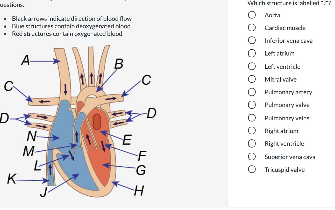 uestions.
Which structure is labelled "J"?
Aorta
Black arrows indicate direction of blood flow
Blue structures contain deoxygenated blood
Red structures contain oxygenated blood
Cardiac muscle
Inferior vena cava
Left atrium
A-
Left ventricle
Mitral valve
Pulmonary artery
Pulmonary valve
D
Pulmonary veins
Right atrium
N-
Right ventricle
M-
Superior vena cava
Tricuspid valve
K-
