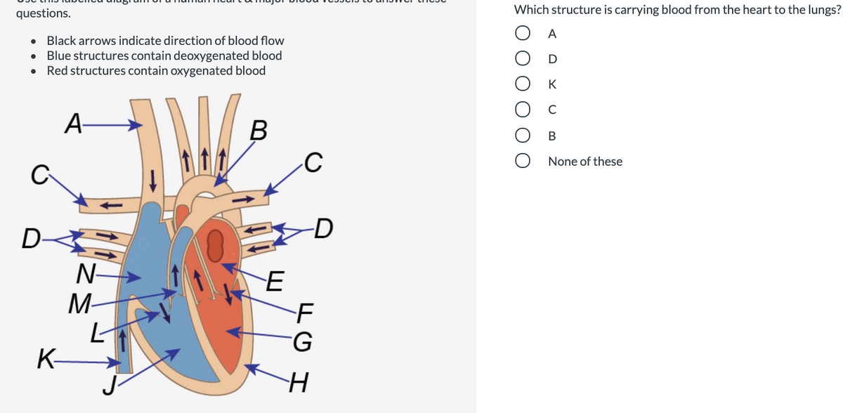 questions.
Which structure is carrying blood from the heart to the lungs?
A
• Black arrows indicate direction of blood flow
Blue structures contain deoxygenated blood
Red structures contain oxygenated blood
K
C
А-
В
В
None of these
D
N-
M-
K-
К
H-
