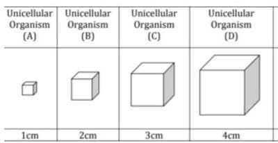 Unicellular Unicellular
Organism
(A)
Unicellular
Organism
(B)
Organism
(C)
Unicellular
Organism
(D)
1cm
2cm
Зст
4cm
