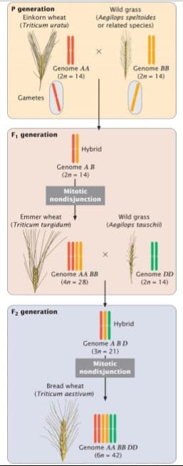 P generation
Wild grass
(Aegilops speltoides
or related species)
Einkorn wheat
(Triticum uratu)
Genome BB
Genome AA
(2n - 14)
(2n - 14)
Gametes
F, generation
Hybrid
Genome AB
(2n - 14)
Mitotic
nondisjunction
Emmer wheat
(Triticum turgidum)
Wild grass
(Aegilops tauschil
Genome AA BB
Genome DD
(4n- 28)
(2n - 14)
F2 generation
Hybrid
Genome A BD
(3n - 21)
Mitotic
nondisjunction
Bread wheat
(Triticum aestivum)
Genome AA BB DD
(6n - 42)
